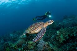 Philippines Scuba Diving Holiday. Dumaguete Dive Centre. Marine Life.